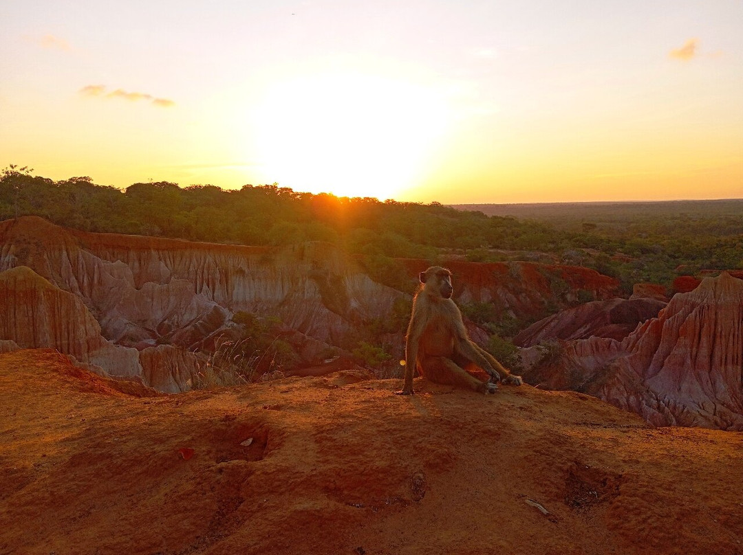 Giornale Kenya Safari - Day Tours-瓦塔木必去景点