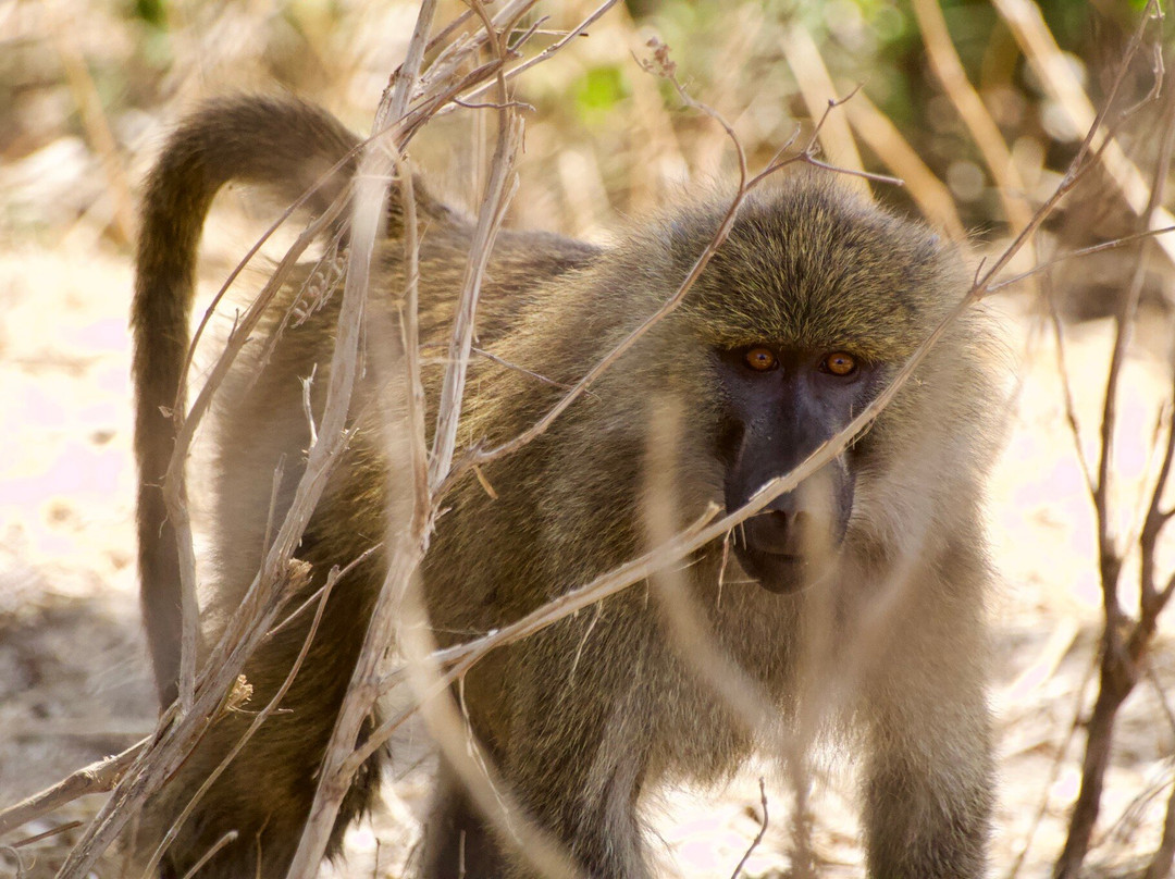 Lune Adventure Ltd-莫西必去景点