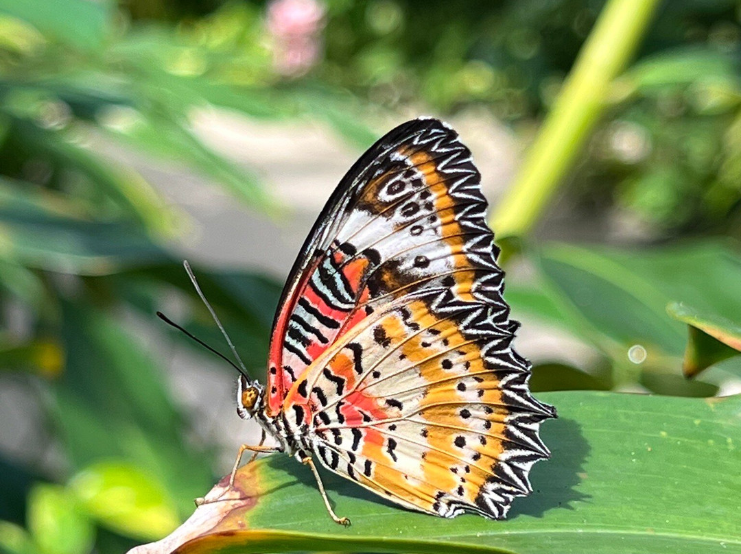 The Butterfly Farm-奥腊涅斯塔德必去景点