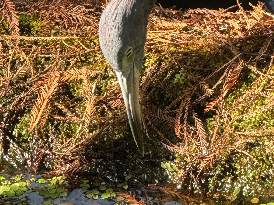 螺旋沼泽鸟兽禁猎区-那不勒斯必去景点