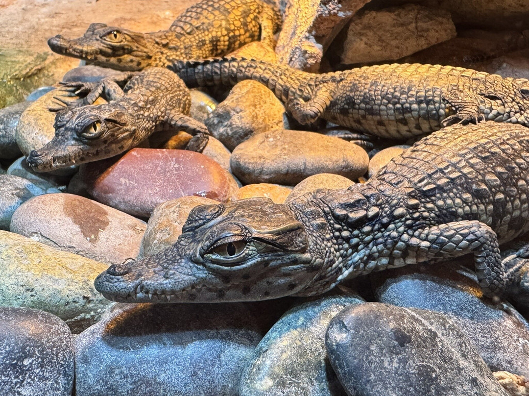 Crocoparc-阿加迪尔必去景点