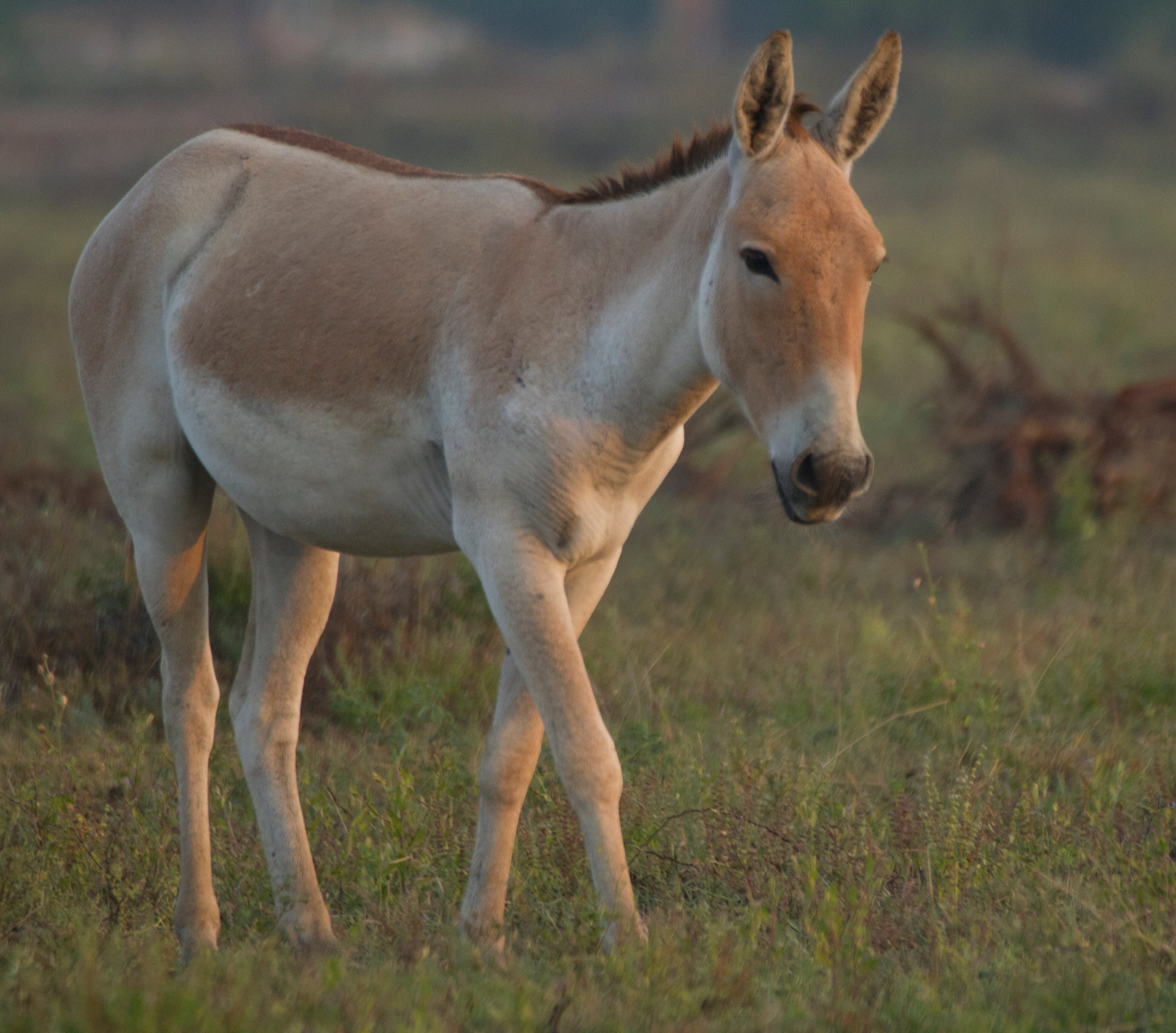 Royal Safari Camp-官方