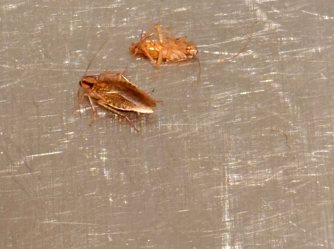 Extended Stay America Select Suites - Kalamazoo - West主图