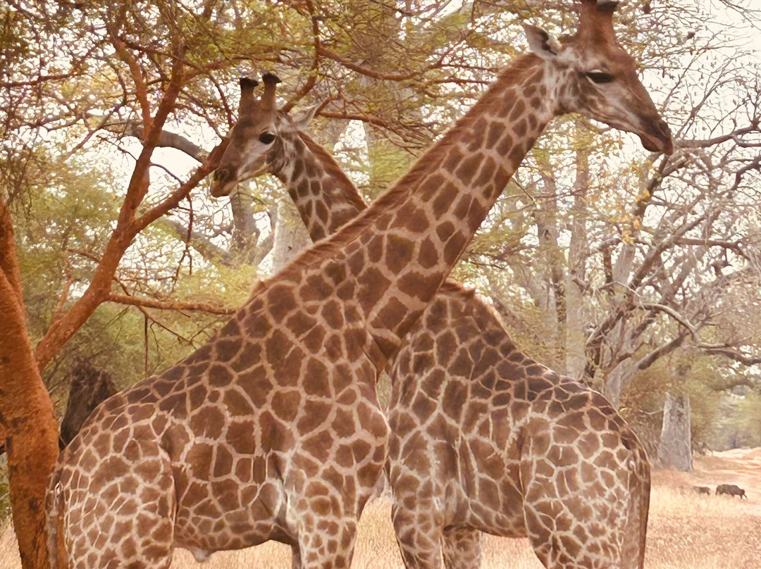 Sarr Tour-莫布瓦必去景点