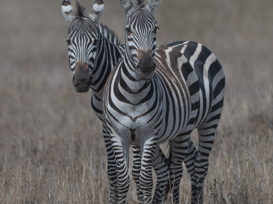 Sambora Private Journeys-吉佳利必去景点