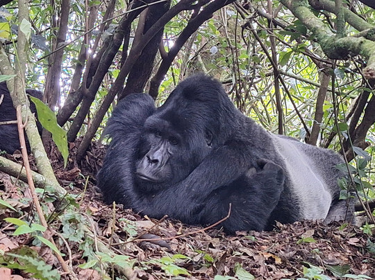 Rwanda Eco Tours-吉佳利必去景点