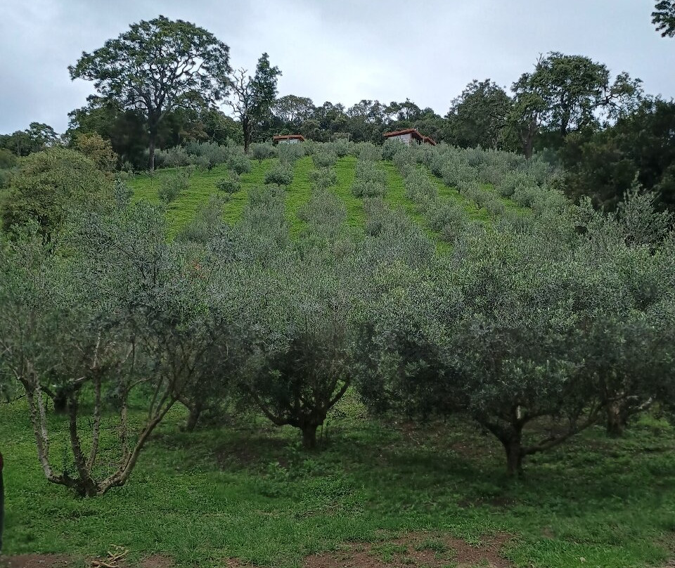 O Olival - Agroturismo-Cunha必去景点