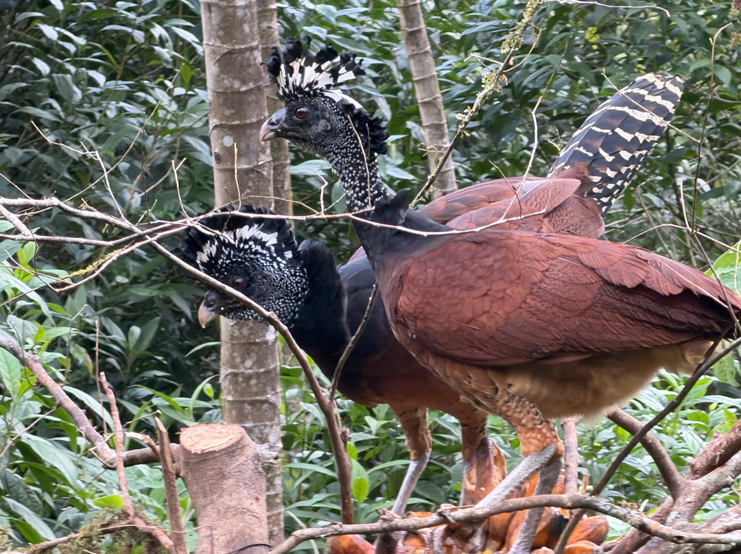 Tapir Valley Nature Reserve-Bijagua de Upala必去景点