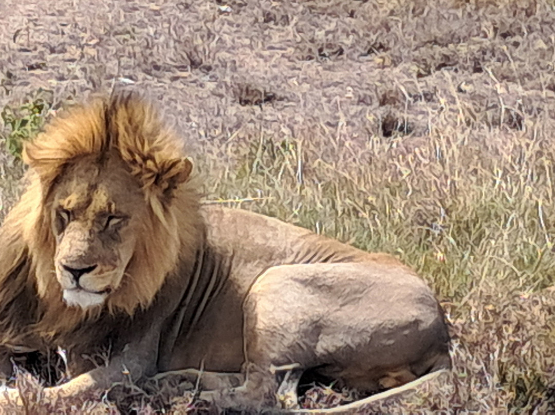 Leopard Tours Limited-阿鲁沙必去景点