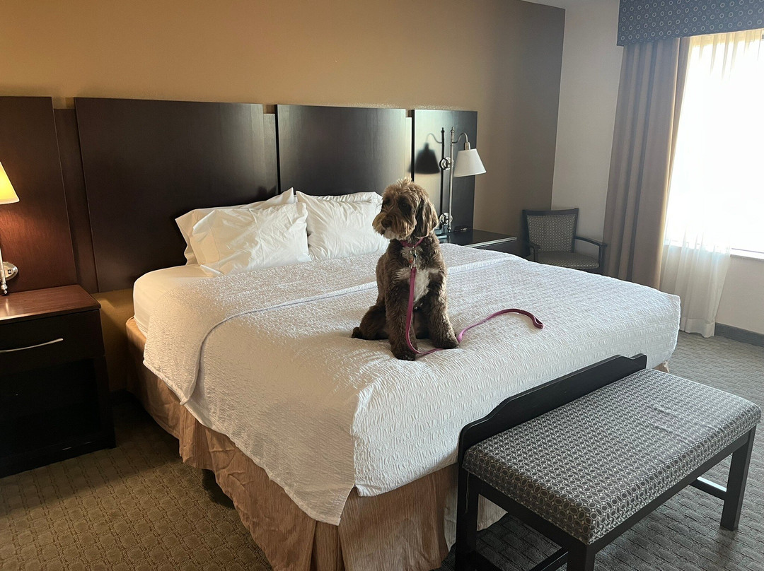 杜马斯希尔顿恒庭旅馆&套房酒店主图