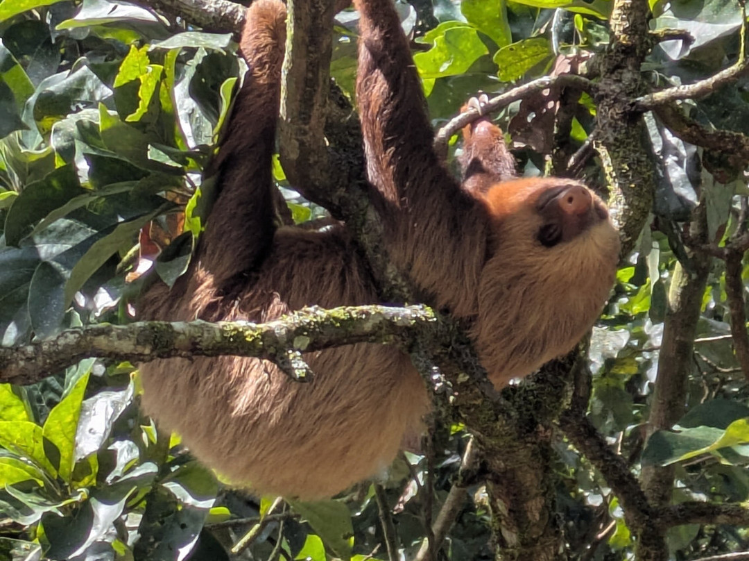 Sloth and Monkey Forest Tour-El Tanque必去景点