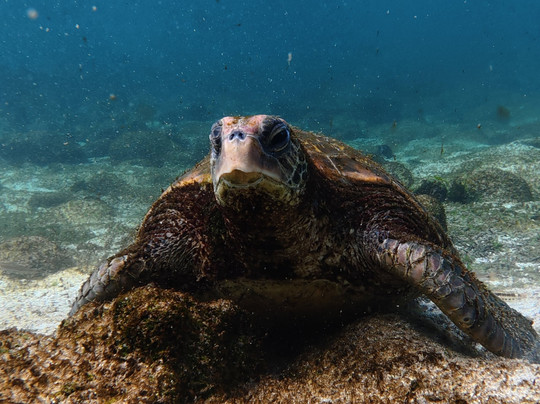 Uniquely Galapagos-阿约拉港必去景点
