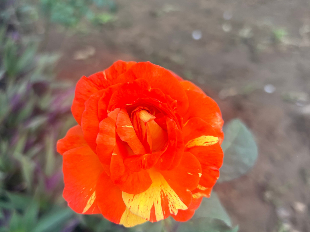 Krsna Lila By The Blues Hotels主图