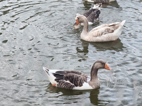 Pousada Pica-Pau主图