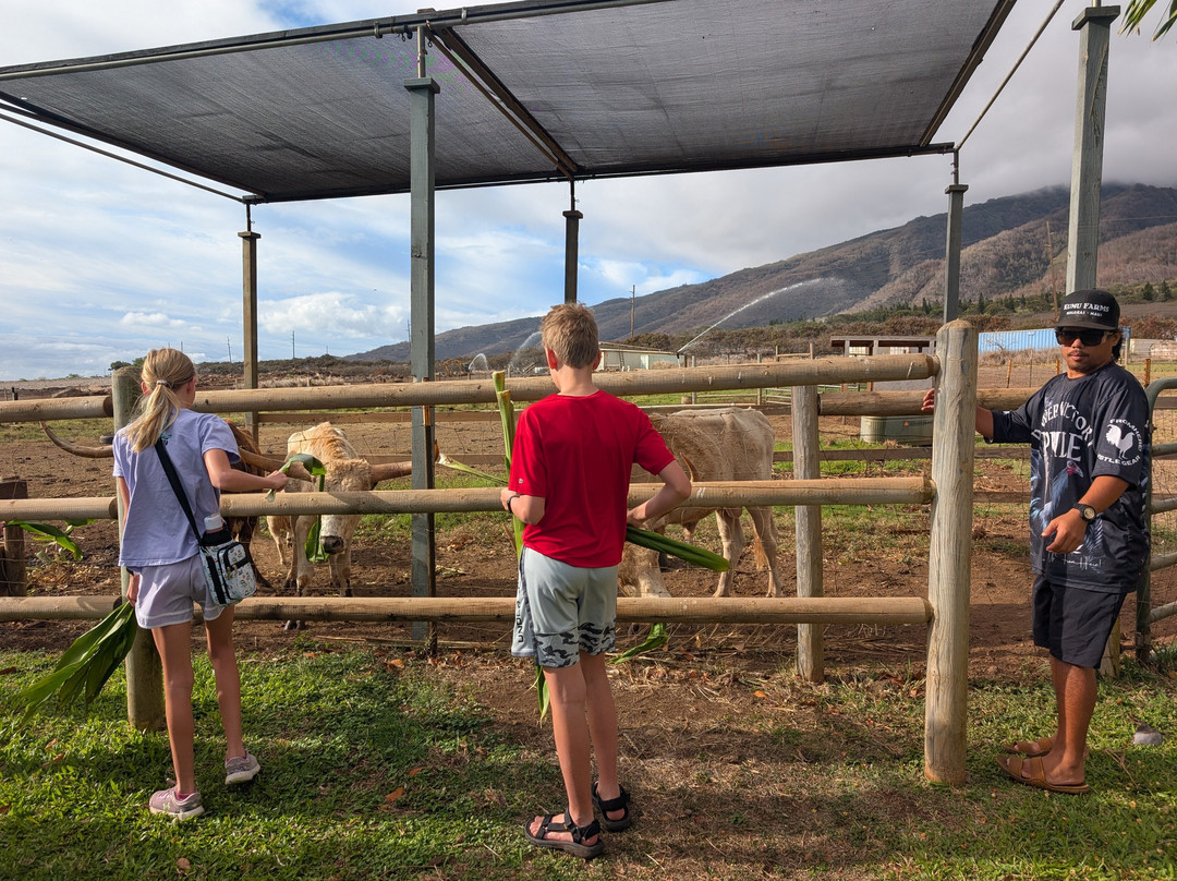 茂宜热带平原-怀露库必去景点