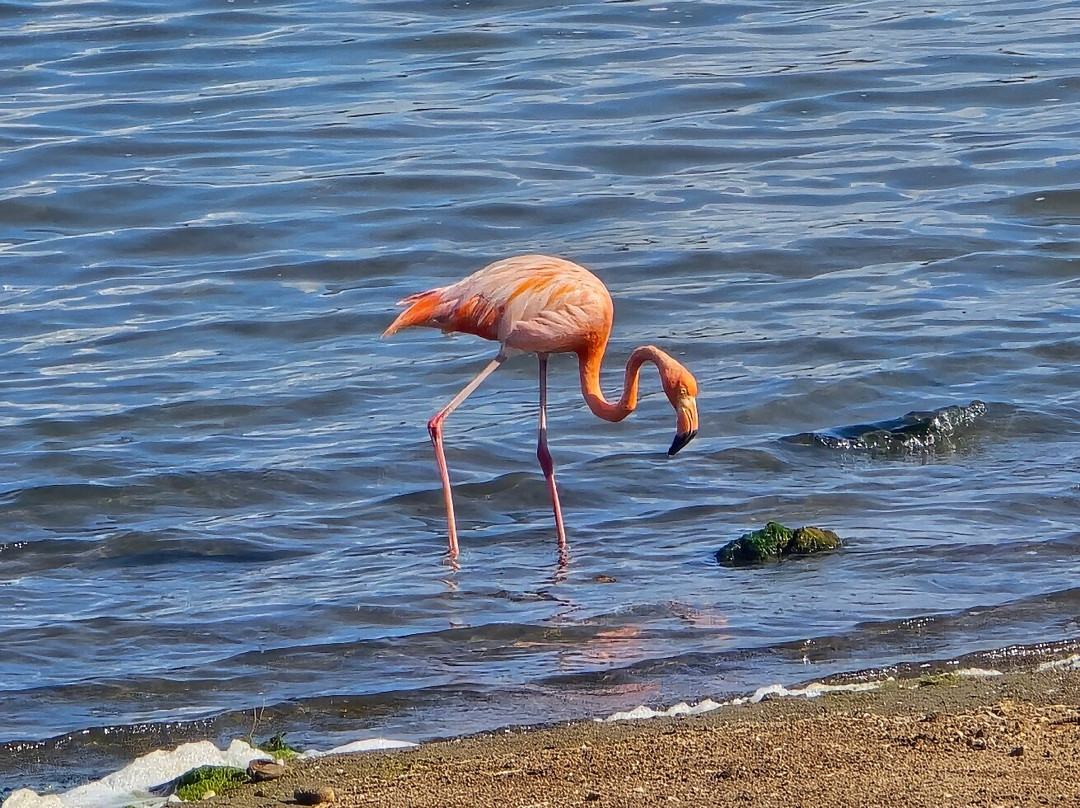 Washington Slagbaai National Park-Rincon必去景点