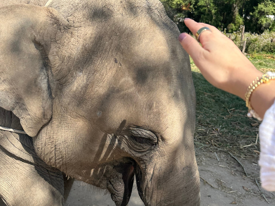 Karen Tribe Native Elephant-清迈必去景点