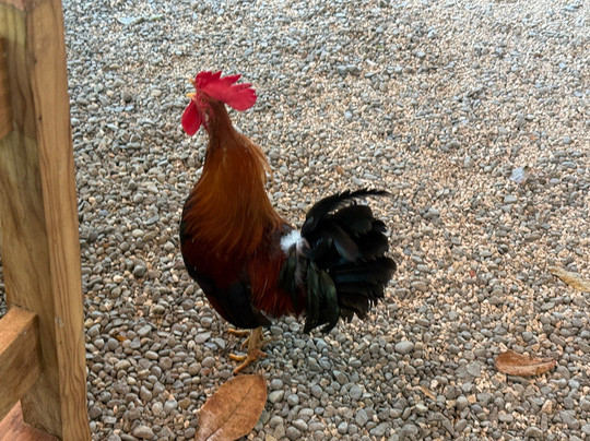 Rio Celeste Blue Adventures-Tenorio Volcano National Park必去景点