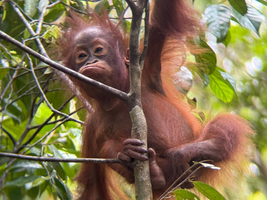 Orangutan House Boat Tour-Kumai必去景点