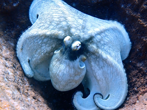 Blue Salt Divers - Home of Dive Experience-Christiansted必去景点