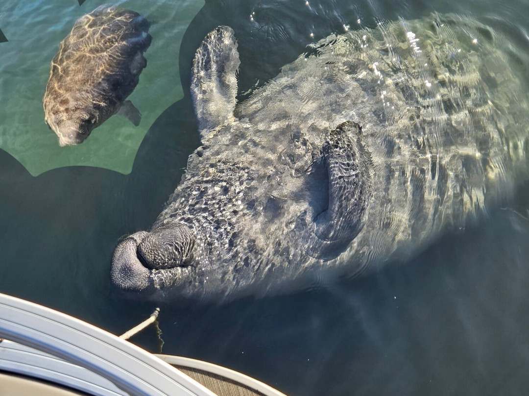 Manatee Tours & More-Homosassa必去景点