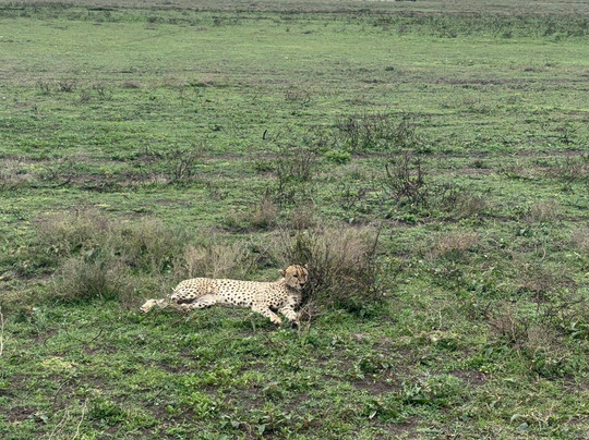 Tanzania Specialist-阿鲁沙必去景点
