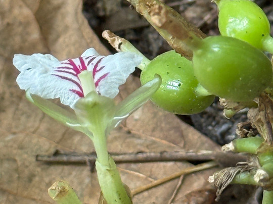 BOUT INDIA TOURS-斋蒲尔必去景点