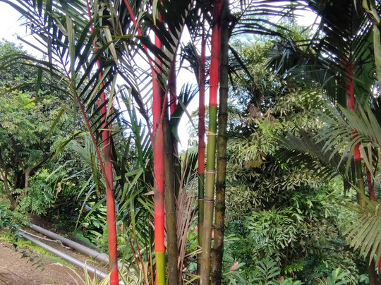 Distillerie J M-Macouba必去景点