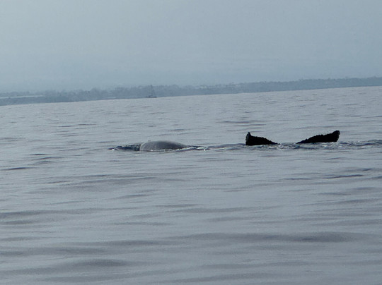 Da Whale Boat: Big Island Humpback Adventures-卡威哈也必去景点