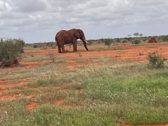 Safari In Kenya Con Matteo-瓦塔木必去景点