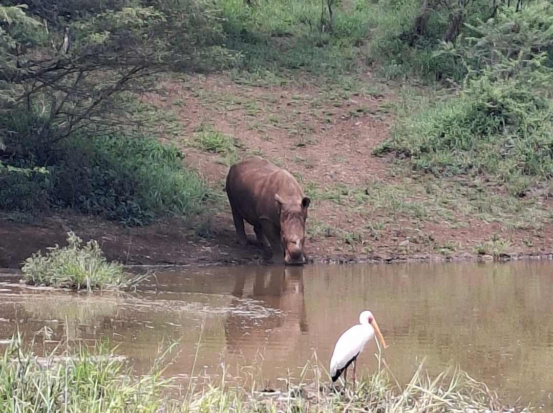 Zulu Safaris-德班必去景点