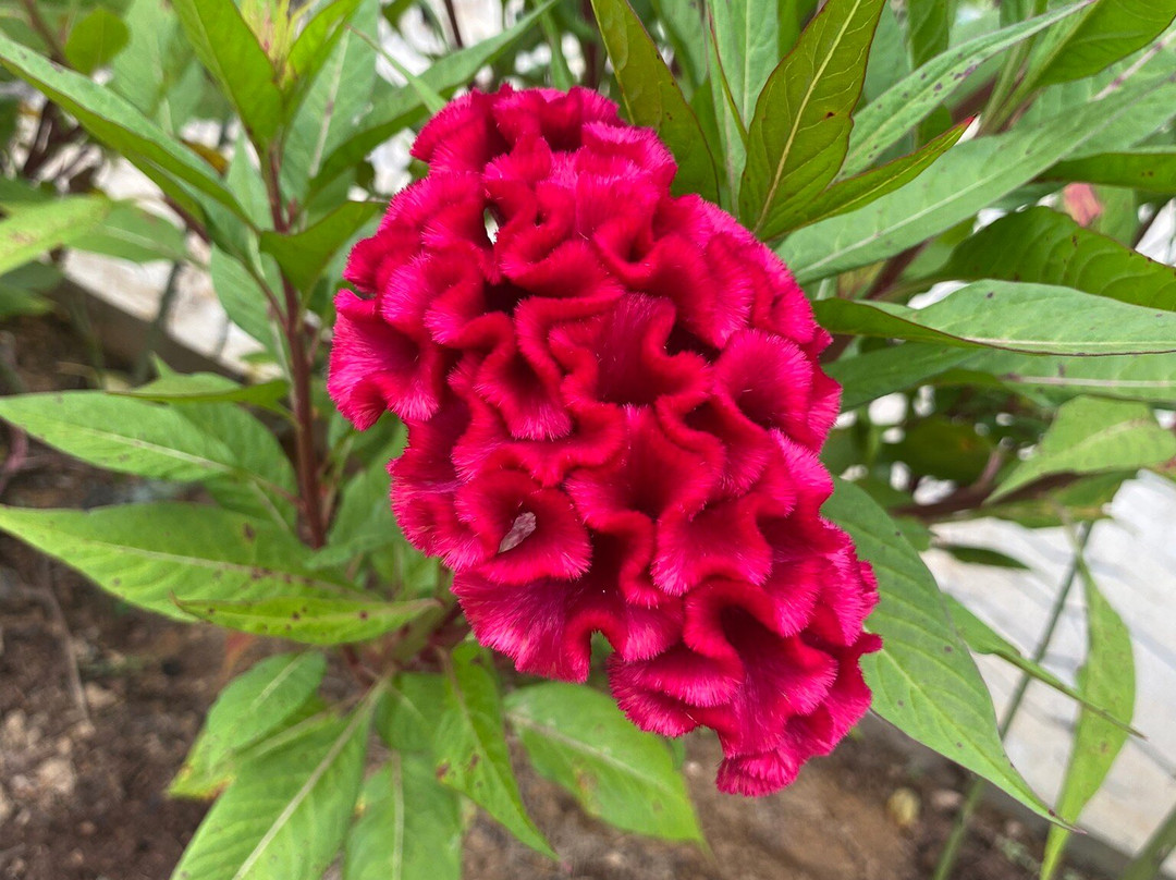 Vinicola Ziviani-Santa Teresa必去景点