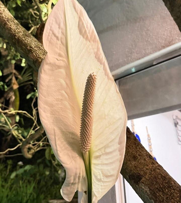 Tranquilisle Villa主图