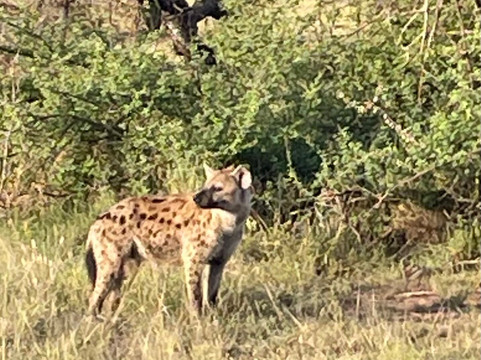 TANZANIA INSIDE AND SAFARI-莫西必去景点