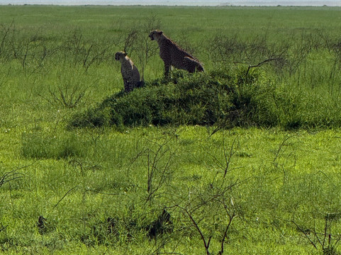 Kibuyu African Safaris-阿鲁沙必去景点