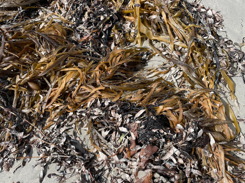 Kennon Cove Beach-弗林德斯必去景点