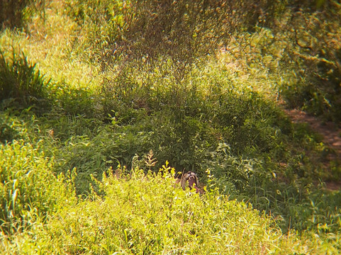 Shafino Wildlife Safaris-阿鲁沙必去景点