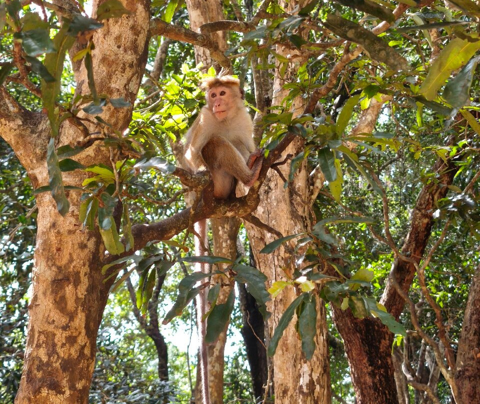 Amith Tours Galle-加勒必去景点