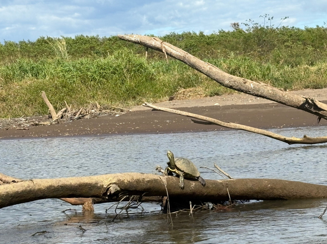 Jose's Crocodile River Tour-Tarcoles必去景点