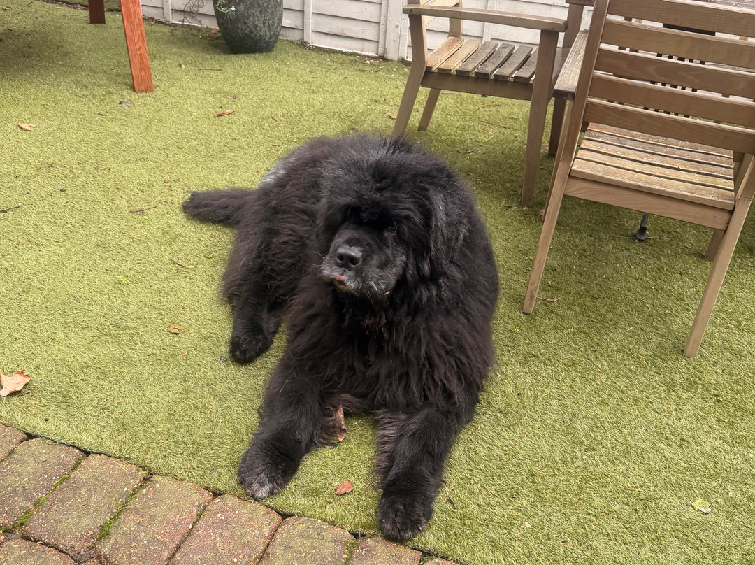 迈特尔，汉普顿宫酒店主图