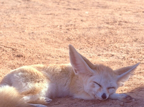 Tunisia Travel Guide-杰尔巴岛必去景点