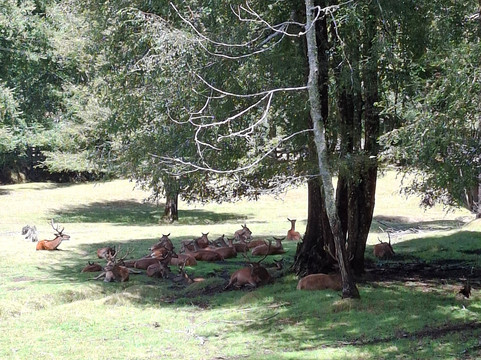 Kimun Tours-Panguipulli必去景点
