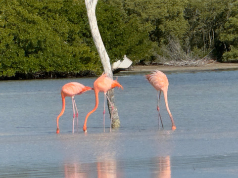 Río Lagartos Experience By Jorge N-里奥拉加托斯必去景点