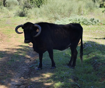 Les Visites du Campo Bravo-塞维利亚必去景点
