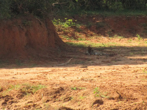 Lanka Tracker - Day Tours-马塔拉必去景点