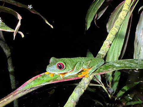 Jungle Night Walk-卡维塔必去景点