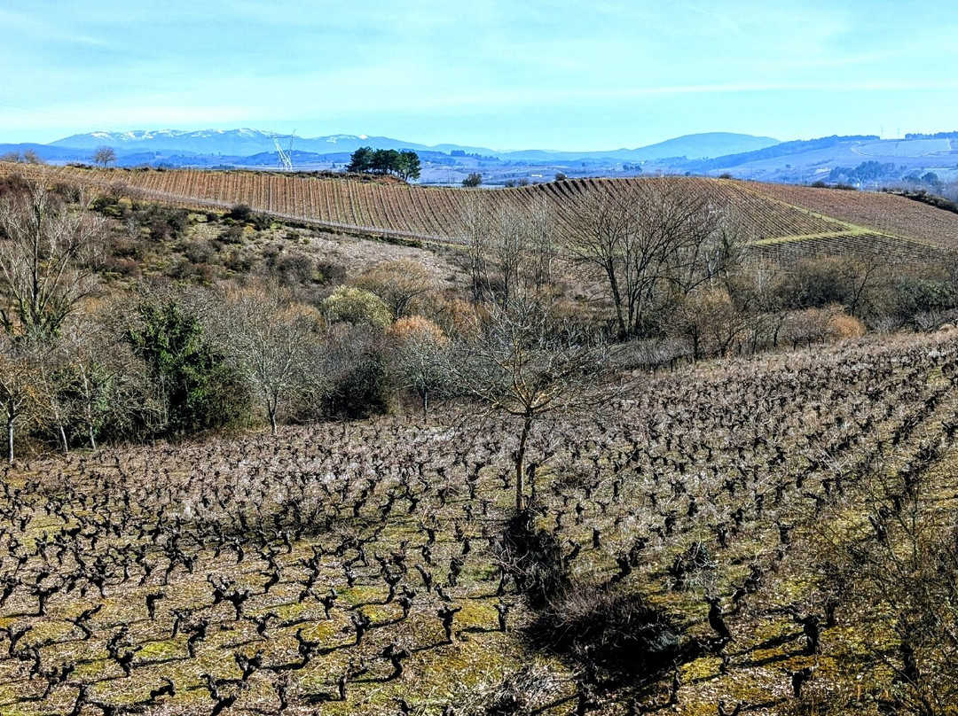 Bodegas Y Viñedos Godelia-Cacabelos必去景点