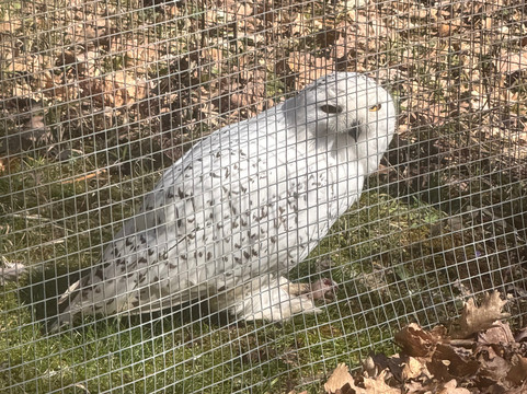 Parco Zoo di Poppi-波皮必去景点