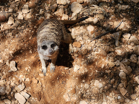 Daniell Cheetah Project-Kirkwood必去景点