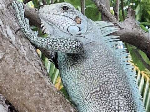 Ali-Naïs Location主图